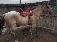 Caballo, Altai horse — foto 1