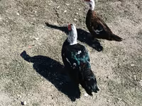 Ducks — Foto 2