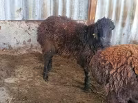 Ram, Sheep — photo 2