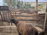 Qoç, Qoyunlar — foto 7