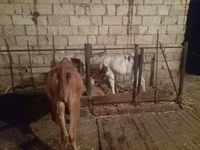 İnək, Simmental cattle — foto 2