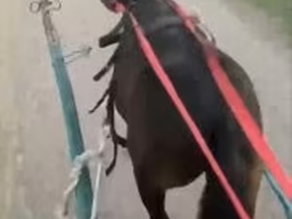 Cavalo, Cavalos