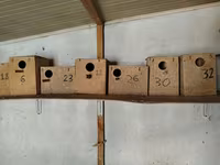 Taxta quş yuvaları (dovğa/taxta qutular) - Material: sıx — foto 3