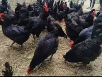 Australorp — photo 3