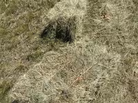 Խոտի տուկ բարձր որակի — फ़ोटो 2