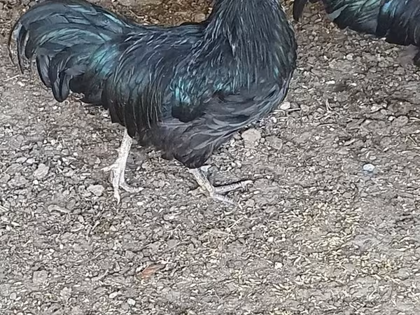 Australian Pit Game fowl