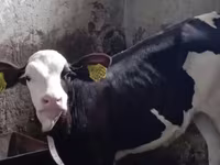 Býk, Simmental cattle — foto 3