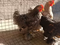 Pekin Bantam — photo 3