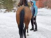 Kobyła, Akhal-Teke — zdjęcie 5