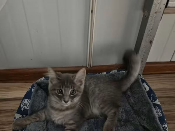 🐱 Şotland pişiyi satılır ✨ Şirin və baxımlıdır 🥰 📦 Üstündə olan
