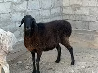 Кочкор, Койлор — сүрөт 1