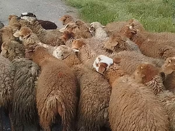 Sheep (batch, sex not specified), Sheep — Azerbaijan