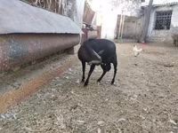 Koza, Murcia-Granada goats — foto 2