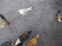 Japonský bantam — foto 1