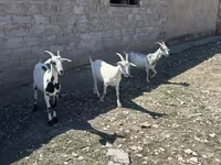 Koza, Saanen goat — foto 2