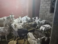 Goat, Goats — photo 1