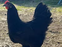 Australorp — foto 7