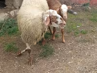 Ovce, Ovce — foto 2