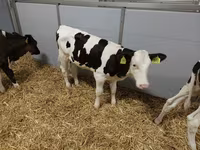 Cow, Holstein breed — photo 6