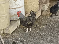 Chickens — foto 4