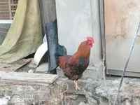Chickens — फ़ोटो 5
