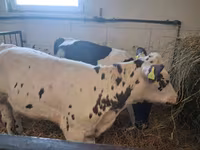 Kuh, Russian Black pied cattle — Foto 1