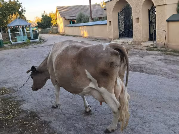 Уй, Симментал тукуму