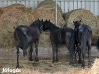 Cavalo, Dutch warmblood horse — foto 5