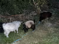 Goats (batch, sex not specified), Goats — photo 1