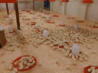 Chickens — foto 3