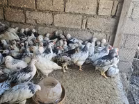 Chickens — photo 1