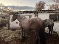 Égua, Cavalos — foto 2