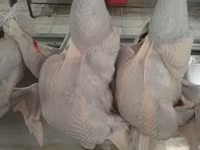 Հնդկահավ Hndkahav — zdjęcie 1