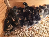 Australorp — foto 1