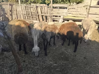 Sheep (batch, sex not specified), Sheep — photo 2