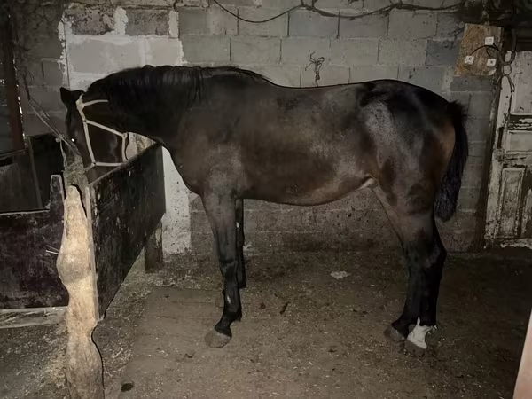 At, Orlov Trotter