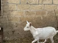 Dişi keçi, Saanen goat — foto 4