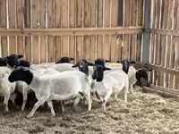 Carnero, Dorper sheep — foto 4