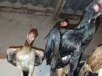 Chickens — foto 4
