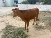 Cow, Cattle — photo 1