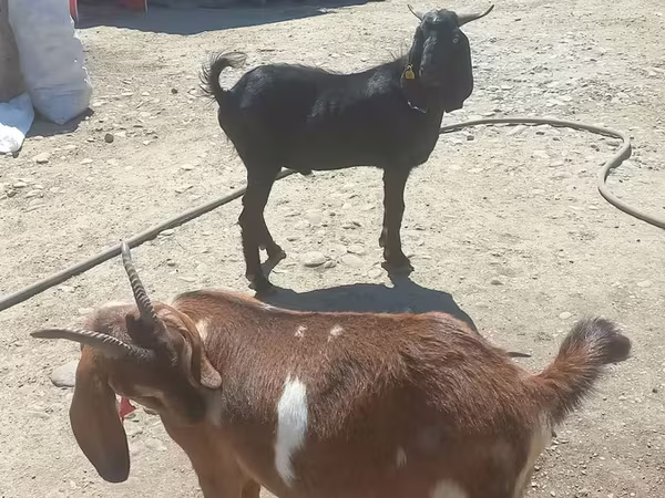 Goat, Goats