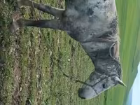 घोड़ा, Karabakh horse — फ़ोटो 2