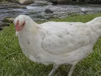 Chickens — 2-rasm