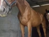 Klisna, Polish pony — foto 2
