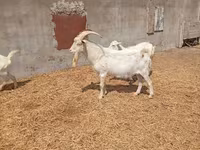 Billy Goat, Saanen goat — photo 3