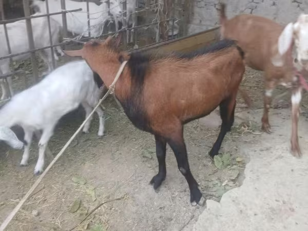 Keçi, Keçilər