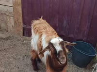 山羊（批次，未指定性别）, Goats — 照片 6