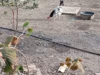 Chickens — photo 7