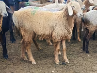 Qoyun, Arashan sheep — foto 4