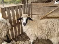 भेड़, Tsigai sheep — फ़ोटो 2